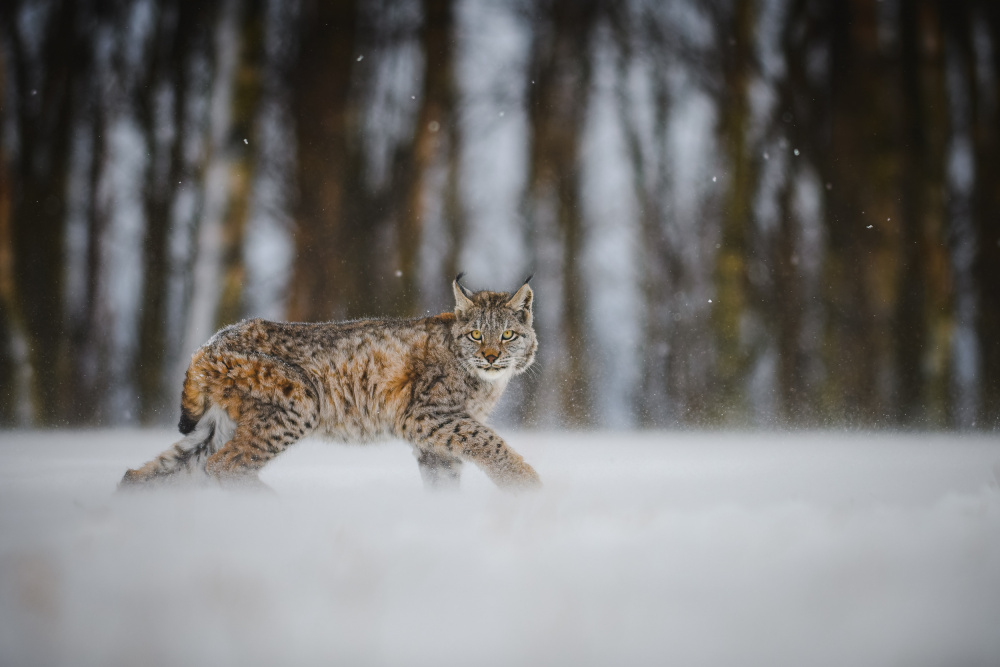 The Eurasian lynx (Lynx lynx) à Jan Rozehnal