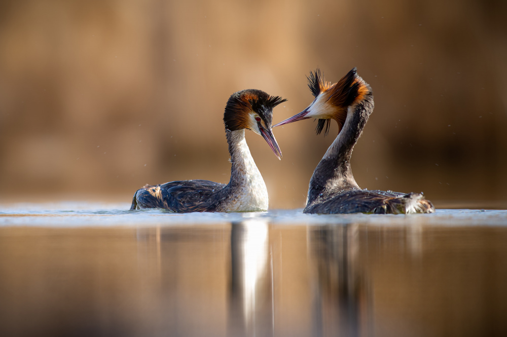 The great crested grebe (Podiceps cristatus) mating à Jan Rozehnal