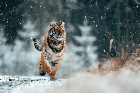 The Siberian tiger