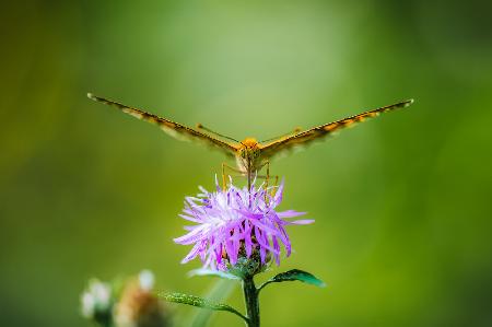 The silver-washed fritillary (Argynnis paphia)