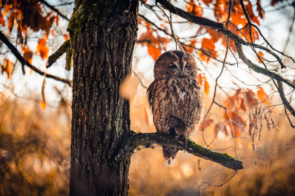 The tawny owl (Strix aluco) à Jan Rozehnal