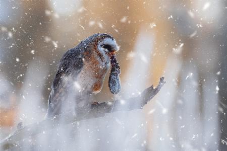 The barn owl (Tyto alba)