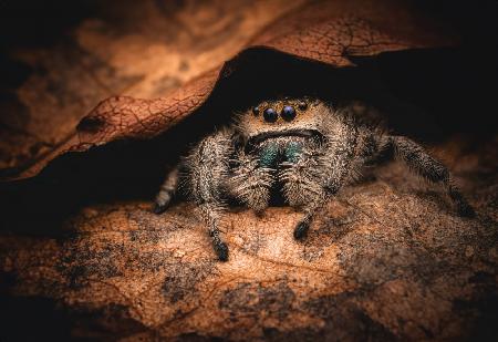 Phidippus Regius (female)