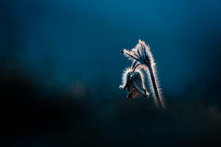 Pulsatilla pratensis