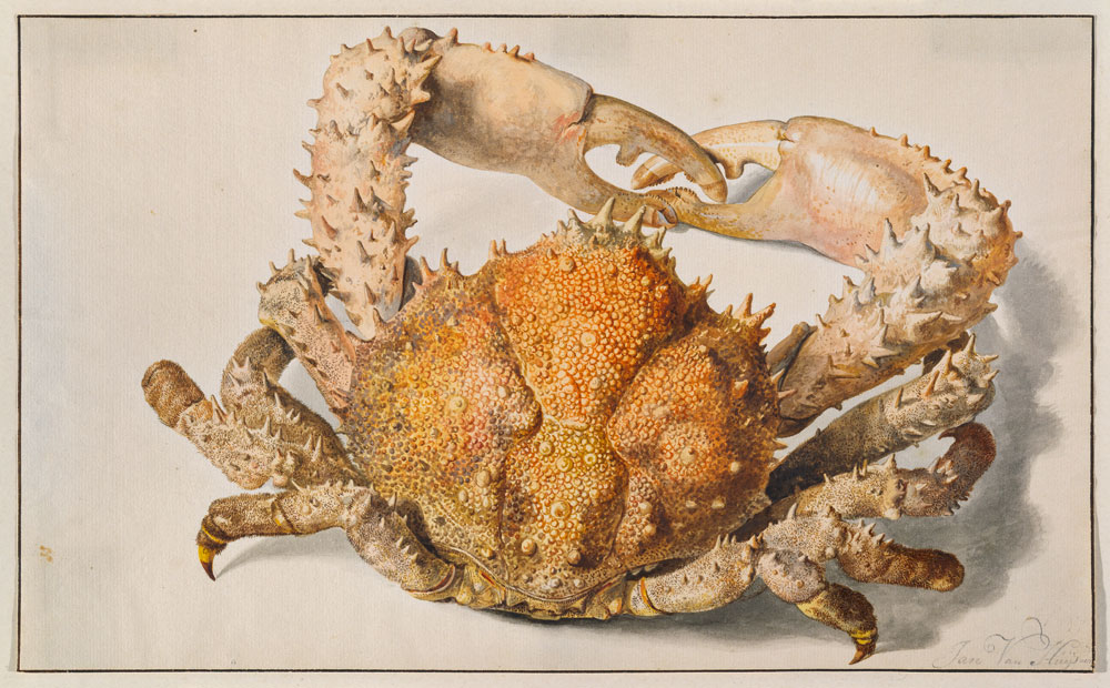 Eine Krabbe. à Jan van Huysum