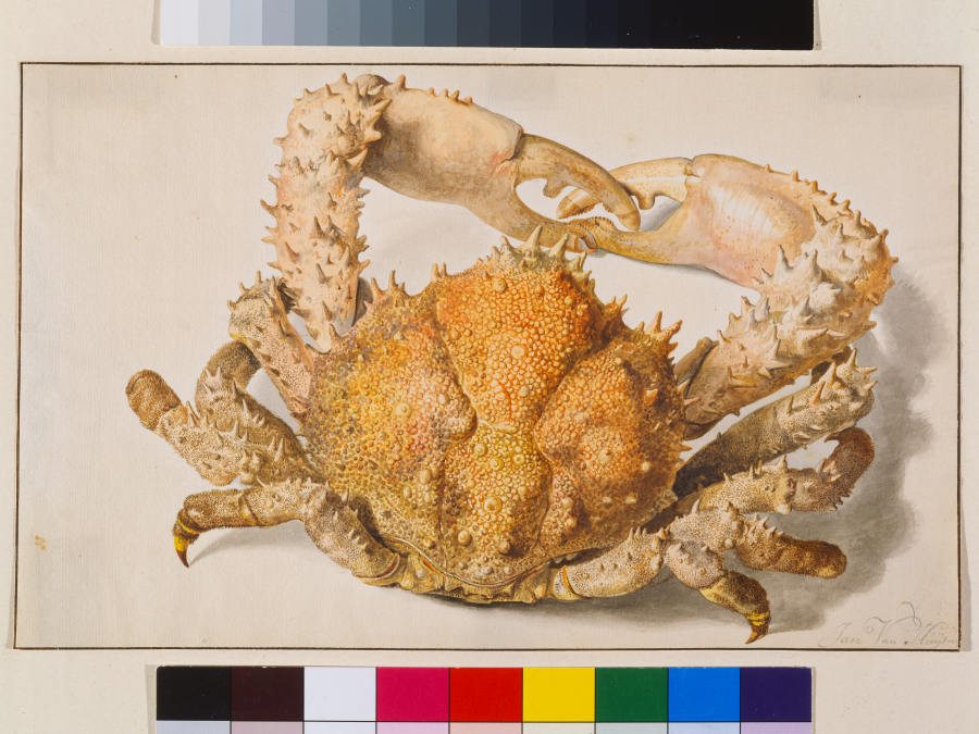A Crab à Jan van Huysum