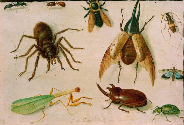 Insekten à Jan van l'Ancien Kessel