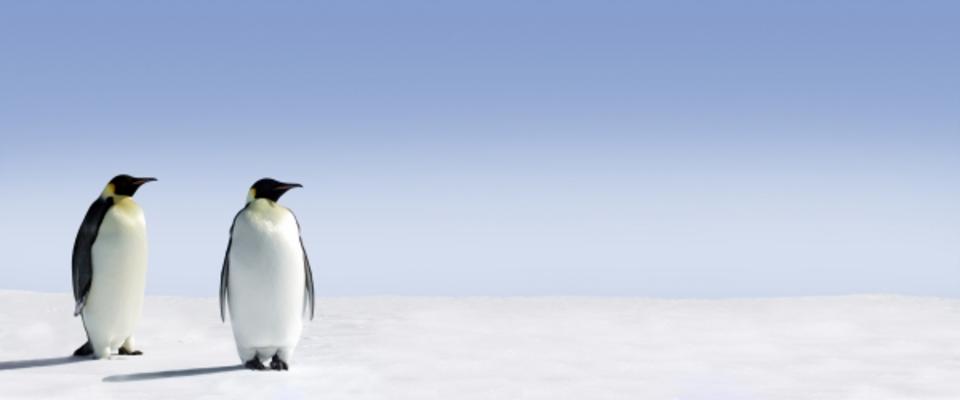 Penguin Panorama à Jan Will