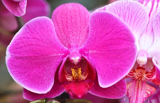 Orchideen-Schau im Botanischen Garten à Jan Woitas