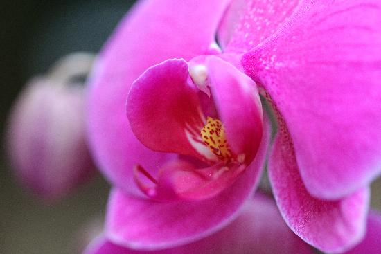 Orchideen-Schau im Botanischen Garten à Jan Woitas