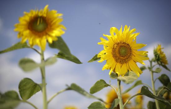 Sonnenblumen auf dem Feld à Jan Woitas