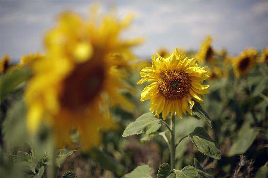 Sonnenblumen auf dem Feld à Jan Woitas