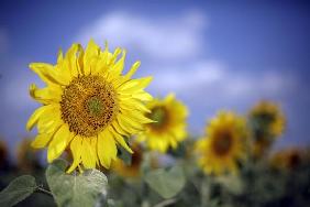 Sonnenblumen auf dem Feld