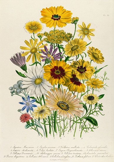 Daisies, plate 31 from ''The Ladies'' Flower Garden'', published 1842 à Jane Loudon