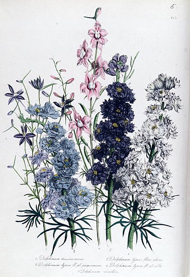 Delphiniums, plate 3 from ''The Ladies'' Flower Garden'', published 1842 à Jane Loudon