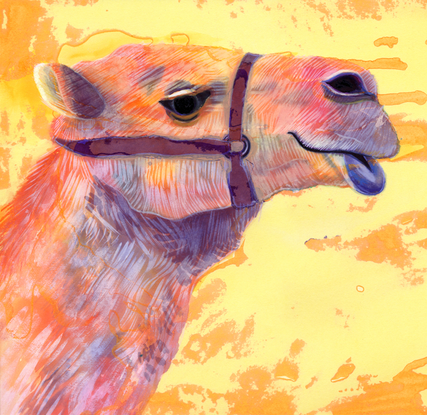 Camel à Jane Tattersfield