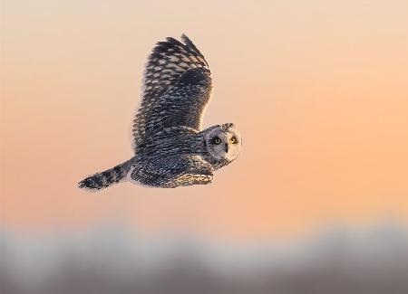 A short-eared owl hunting at Sunset