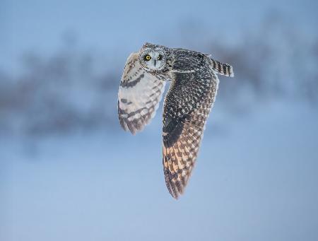 Short-eared owl in flight