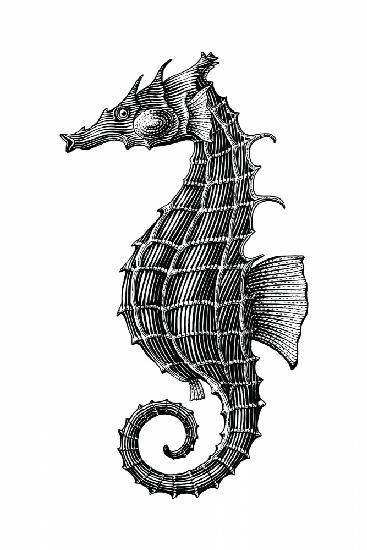 Seahorse