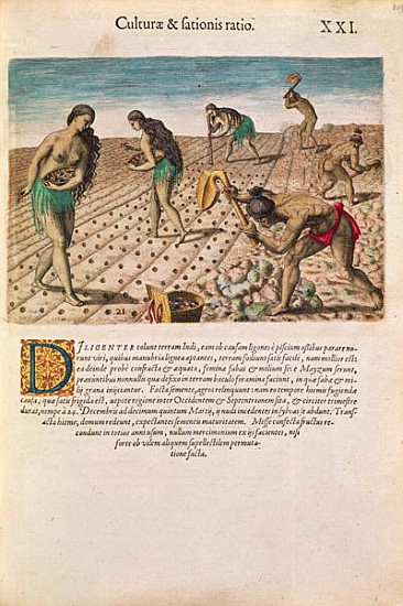 Florida Indians planting maize, from ''Brevis Narratio...'', published Theodore de Bry, 1591(see als à J.(de Morgues) Bry Theodore (1528-98) d'après Le Moyne