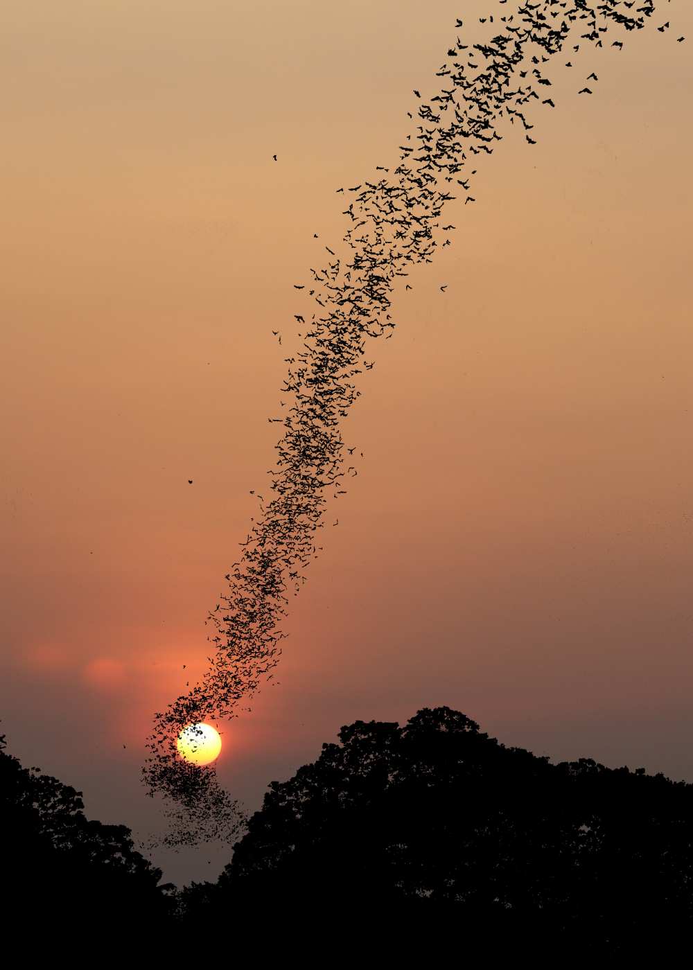 Bat swarm at sunset à Jean De Spiegeleer