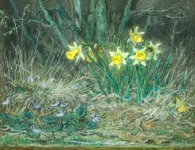 Narcissi and Violets