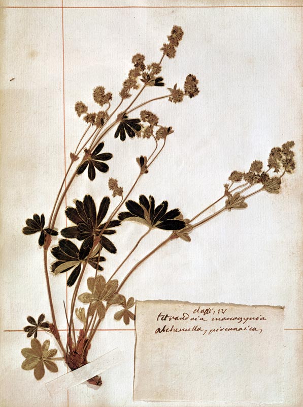 Alchemilla, from a Herbarium à Jean-Jacques Rousseau