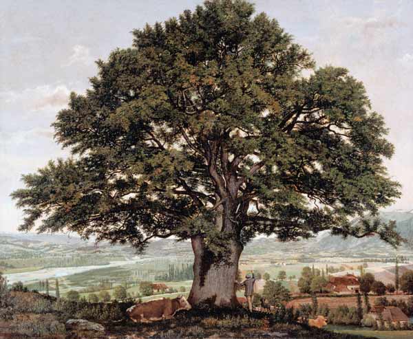 Vue d'Annecy avec le grand chêne à Jean-Jacques Rousseau