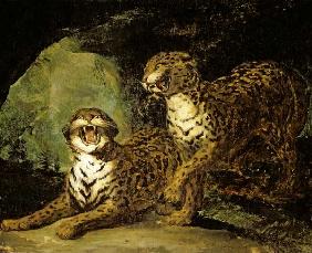 Two Leopards