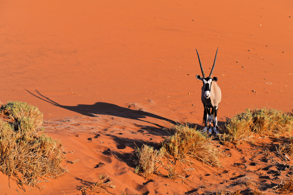 Oryx à Jean-Pierre Sepchat