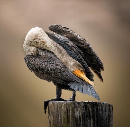 Preening