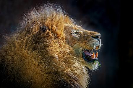 The Roar