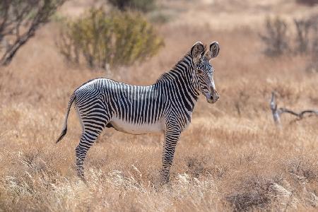 The magnificent Grevys Zebra