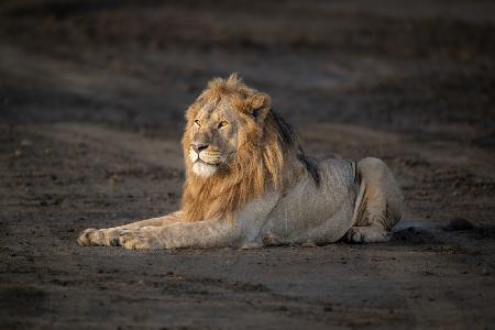 The king in departing storm light