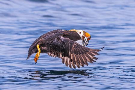 &quot;...teach a puffin to fish....