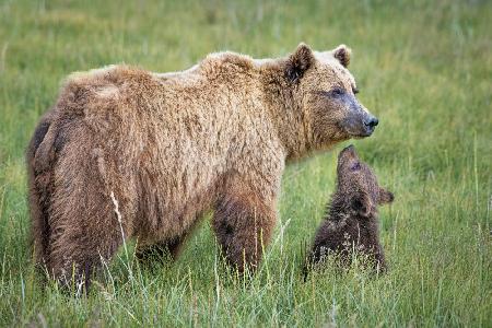 Bearable Adoration