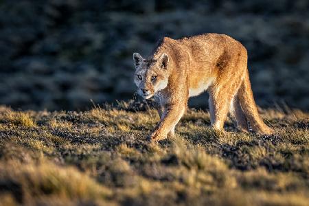 Guanacos for lunch?