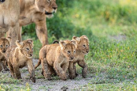 Kittens on the March