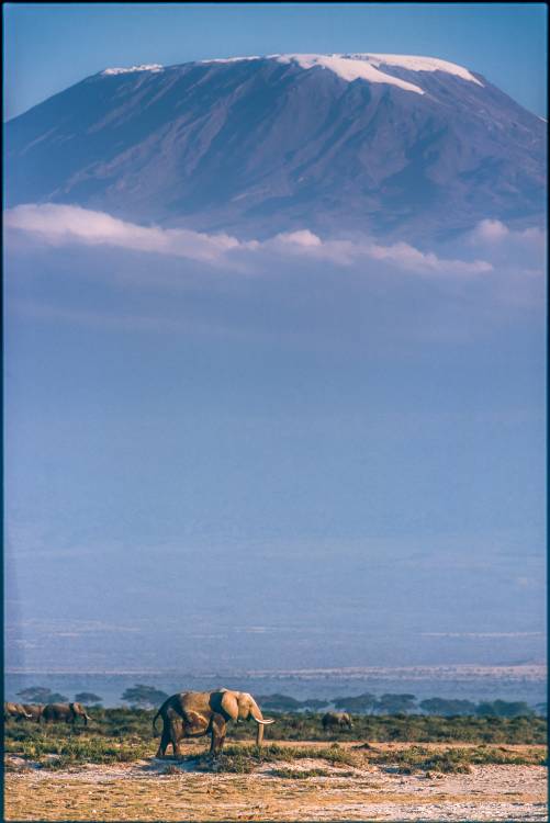 Kilimanjaro and the quiet sentinels à Jeffrey C. Sink