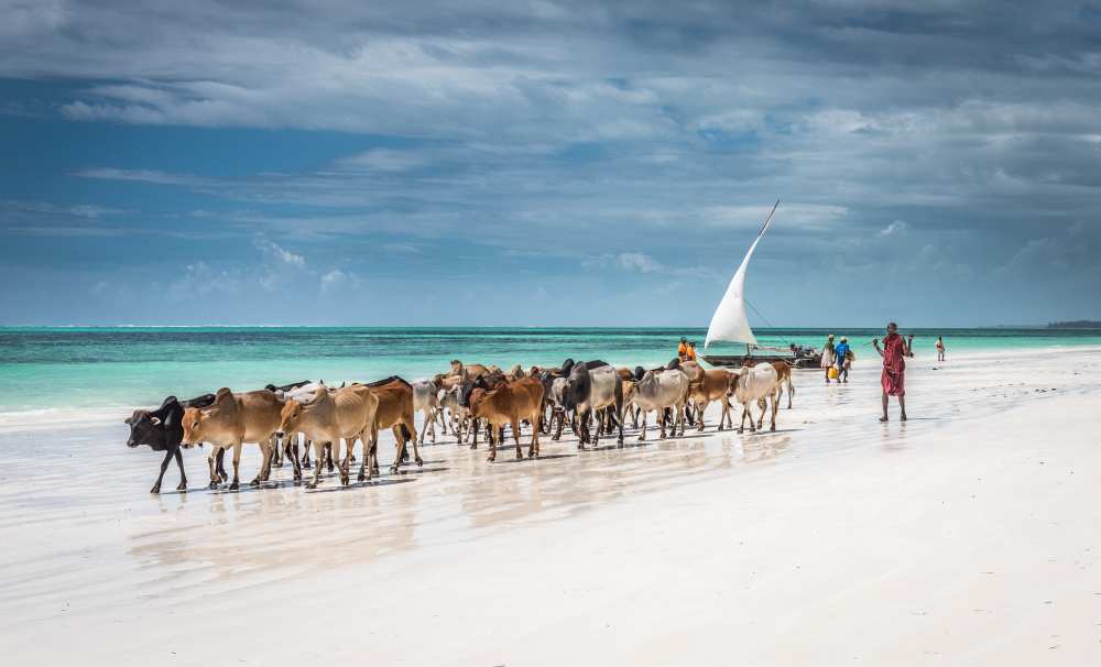 Masai cattle on Zanzibar beach à Jeffrey C. Sink