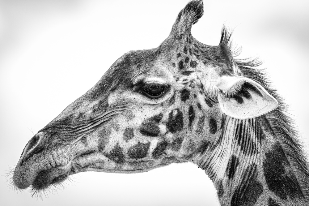 Maasai giraffe à Jeffrey C. Sink