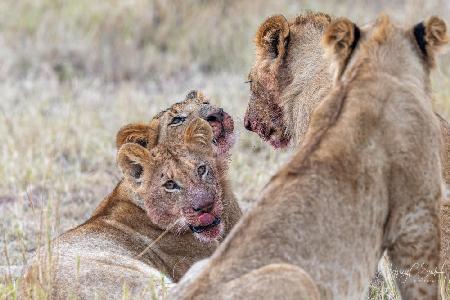 After dinner grooming