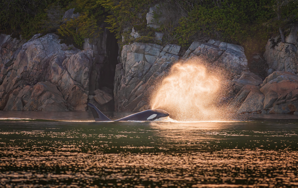Orca at sunset à Jeffrey C. Sink