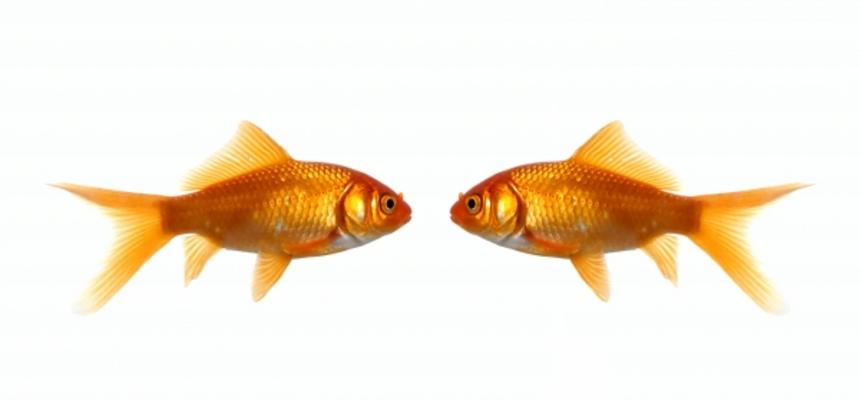 Two fish looking at each other à Jeffrey Van Daele