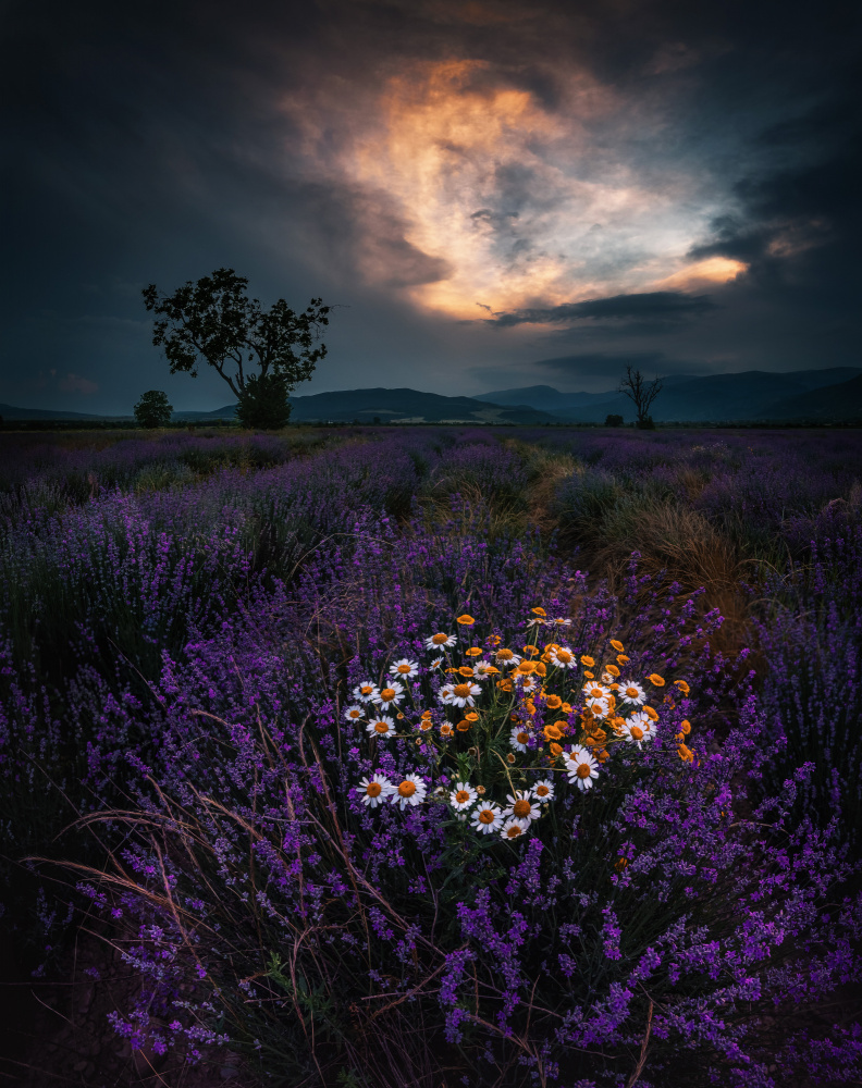 Lavender sunset à Jeni Madjarova