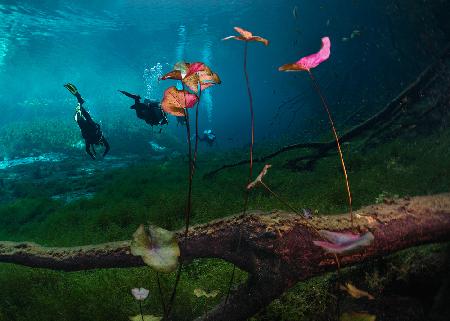 Lily flowers  (under water)