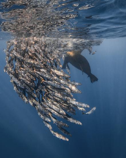 RUN RUN RUN ... Sealion attack