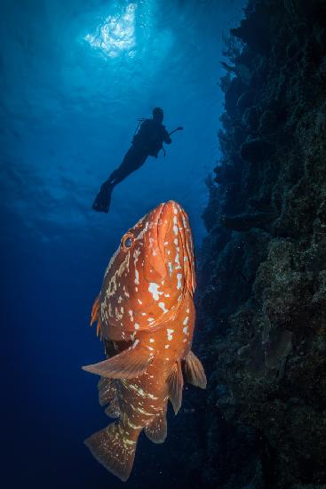 Swim with grouper