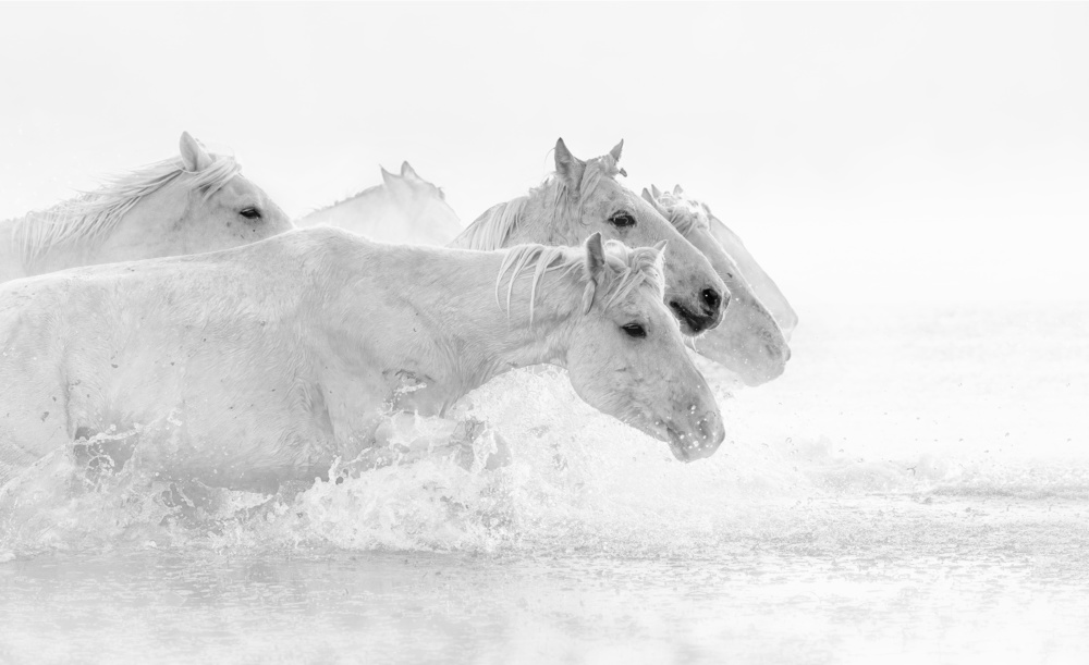 White horses à Jennifer Lu