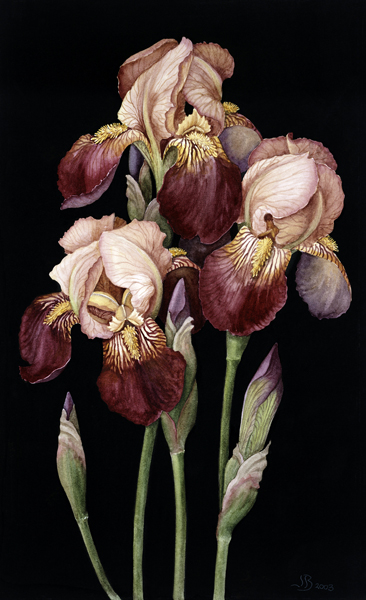 Irises, 2004 (w/c on paper)  à Jenny  Barron